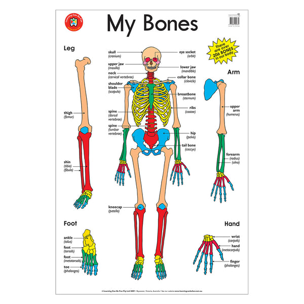 My Bones Educational Poster