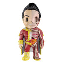 XXRAY Funny Anatomy Figure